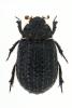 Trox hispidus